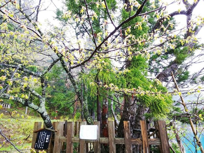 秋田 パワースポット御座石神社　七色木