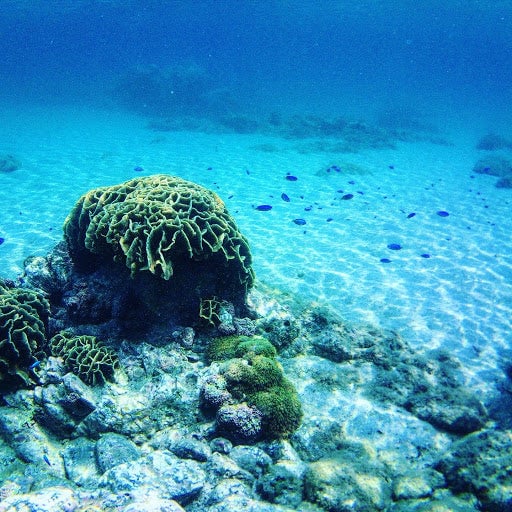 鹿児島県 インスタ映え あじろ浜海中