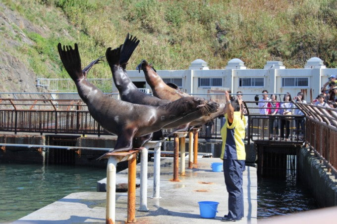 おたる水族館　あざらし