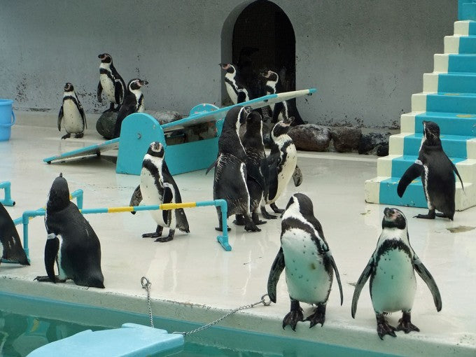 小樽  おたる水族館　ペンギン