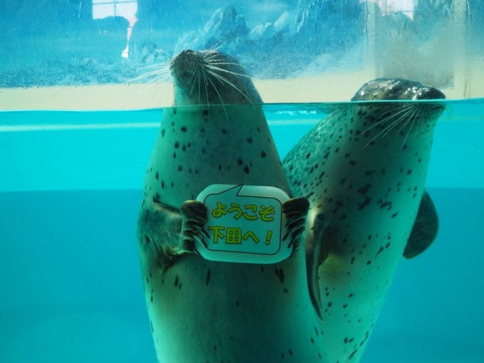下田海中水族館