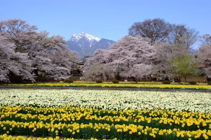 山高神代桜