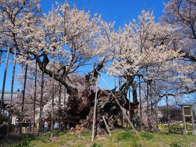 山高神代桜
