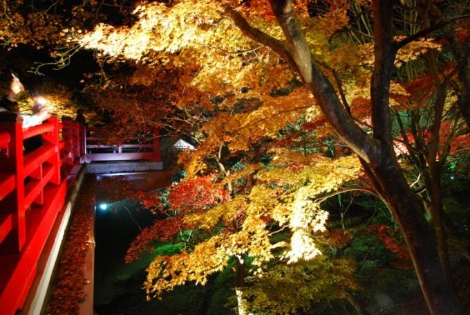 弥彦公園もみじ谷