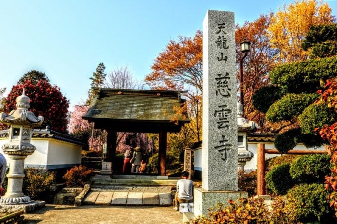 慈雲寺のイトザクラ