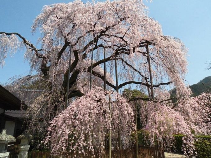 慈雲寺のイトザクラ