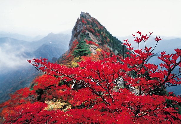 石鎚紅葉