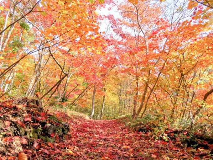 紅葉山公園