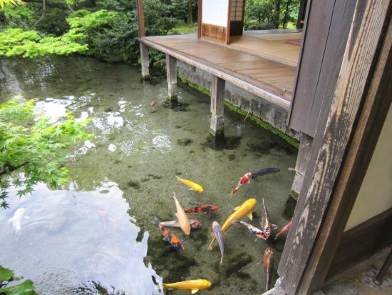 長崎 インスタ映え 鯉の泳ぐまち2