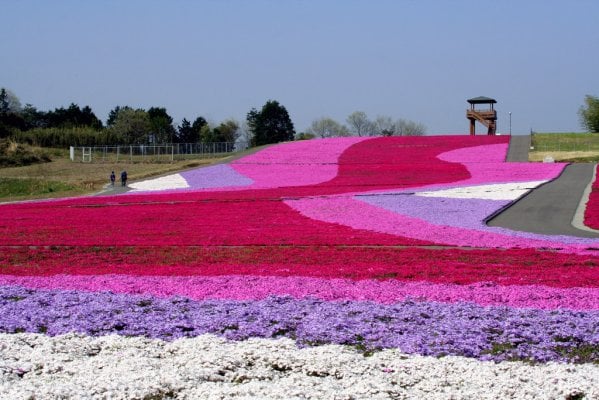 大人気　中山峠あげいも